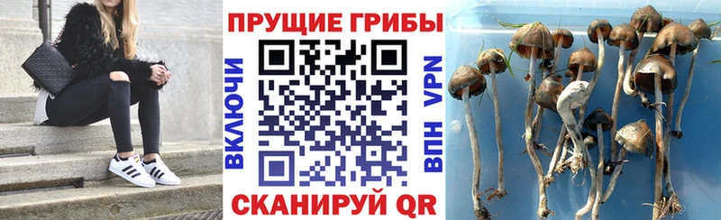 где можно купить наркотик  Карабаново  mega онион  Псилоцибиновые грибы Psilocybine cubensis 